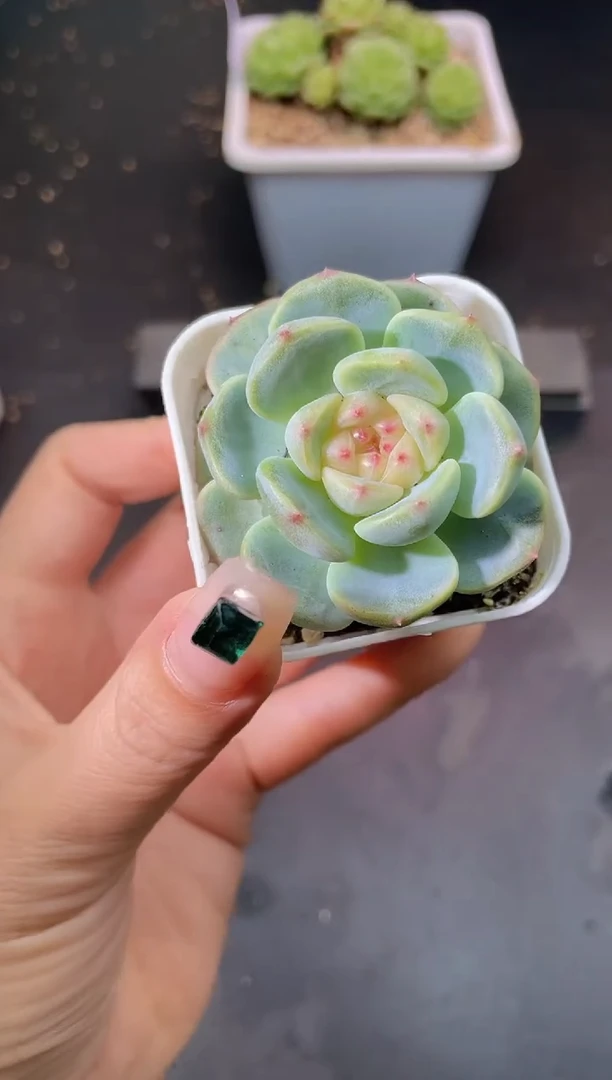 065甜秃量拍发一颗