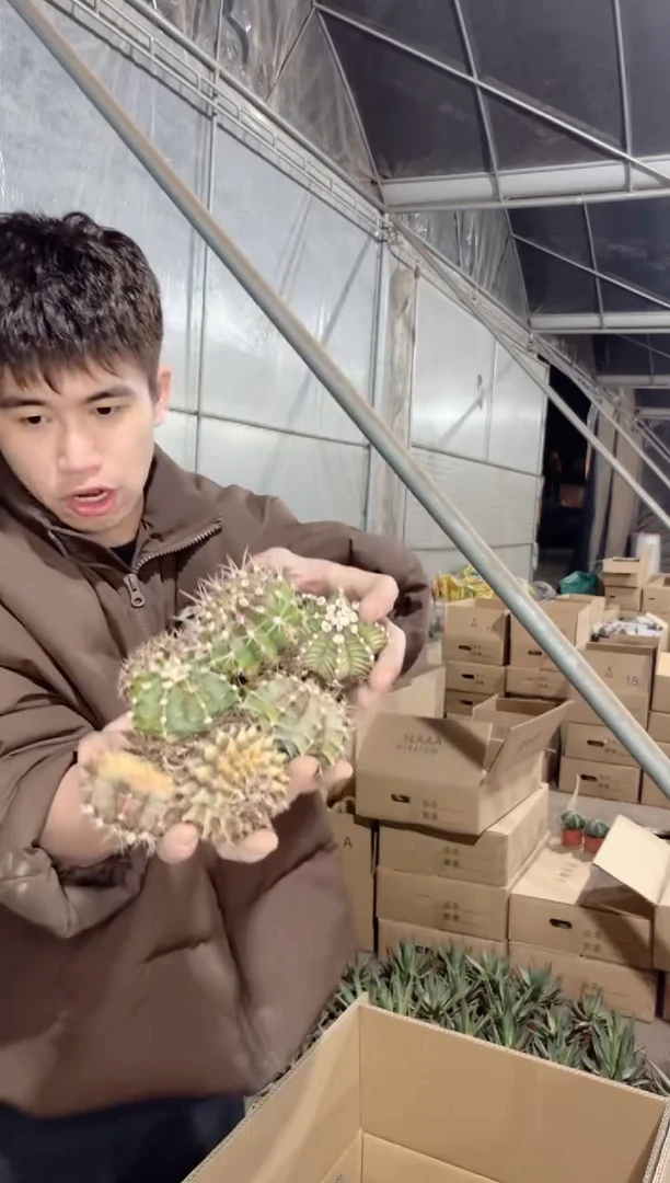 【闪购商品】8颗 实生根 翠晃冠 牡丹