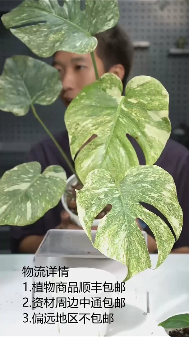 完全开放遗迹龟背竹5叶