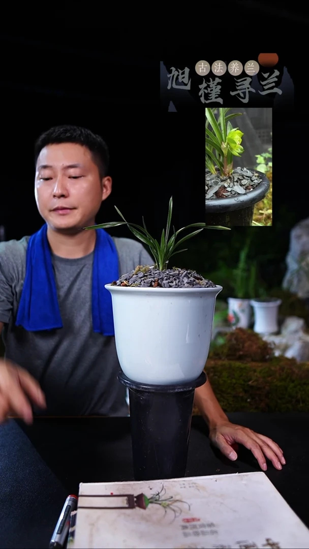 当前无花栽培后可以开花孤*春兰绿云（一物一拍）