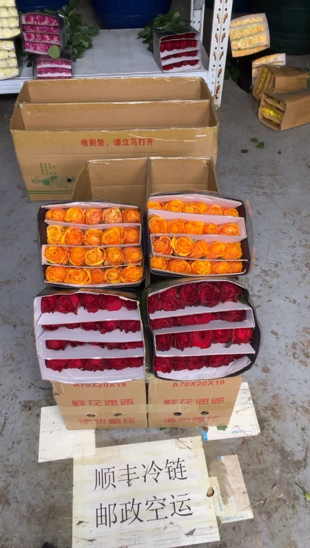 w***a高原红20枝+辉煌20枝