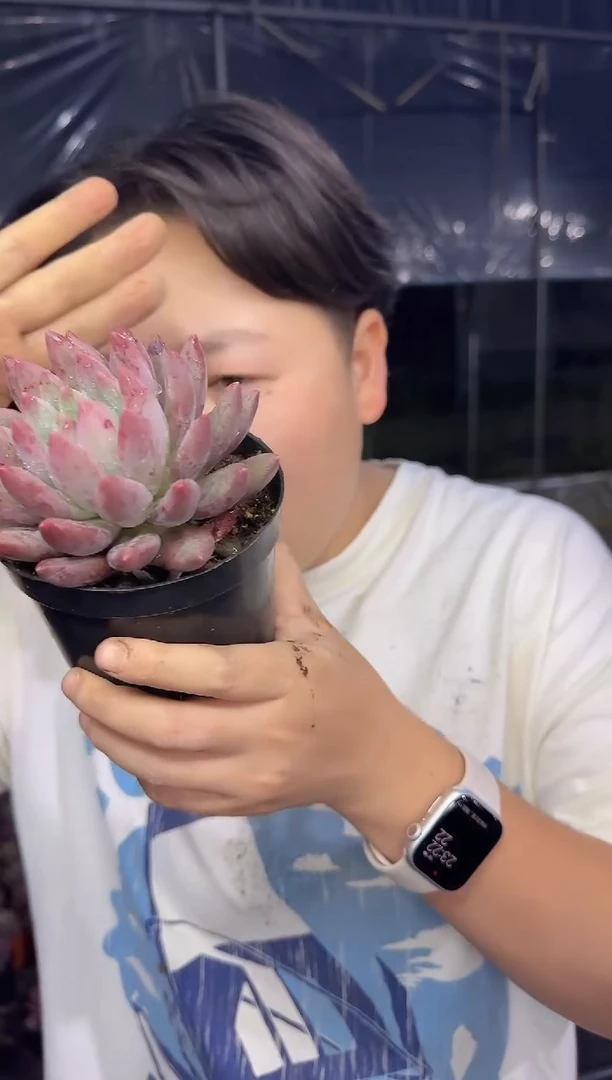 单头红体虞姬美人  5