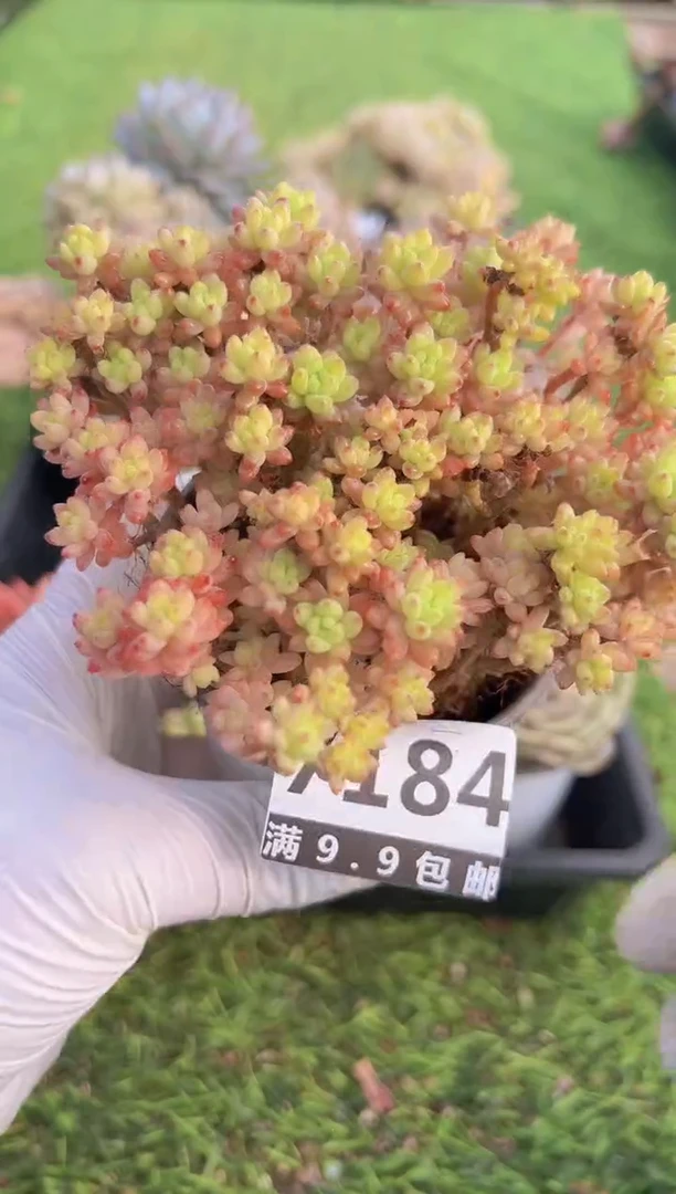 【闪购商品】信福多肉一物一拍