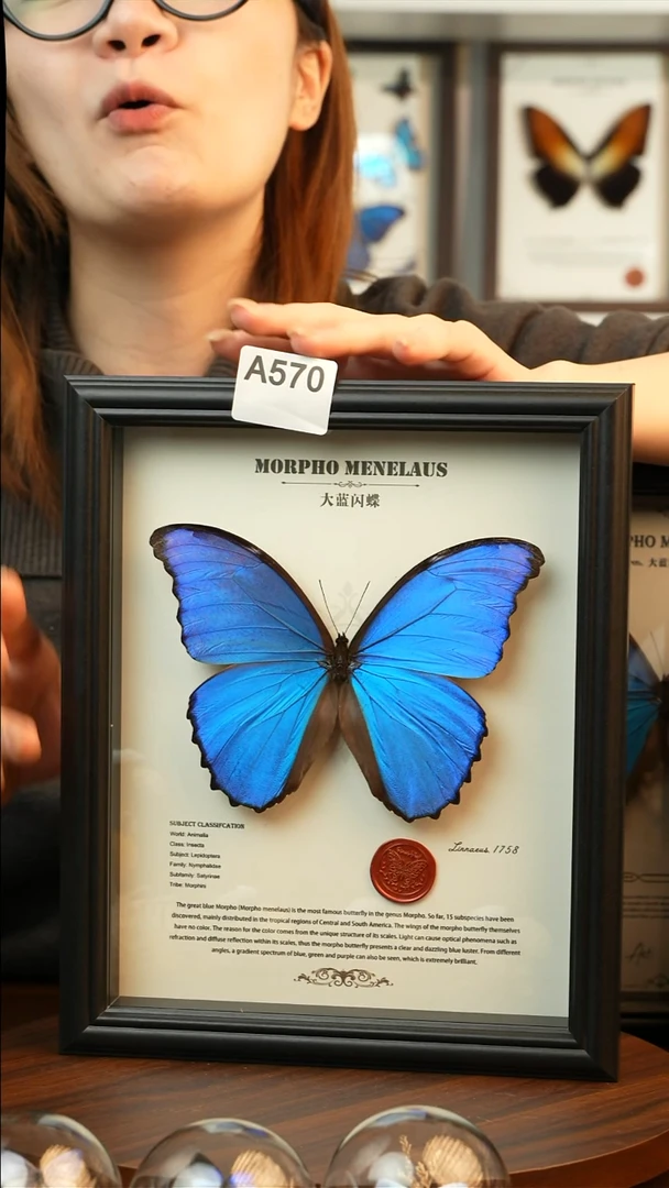 大蓝闪蝶-英文（10寸欧式黑框）A570