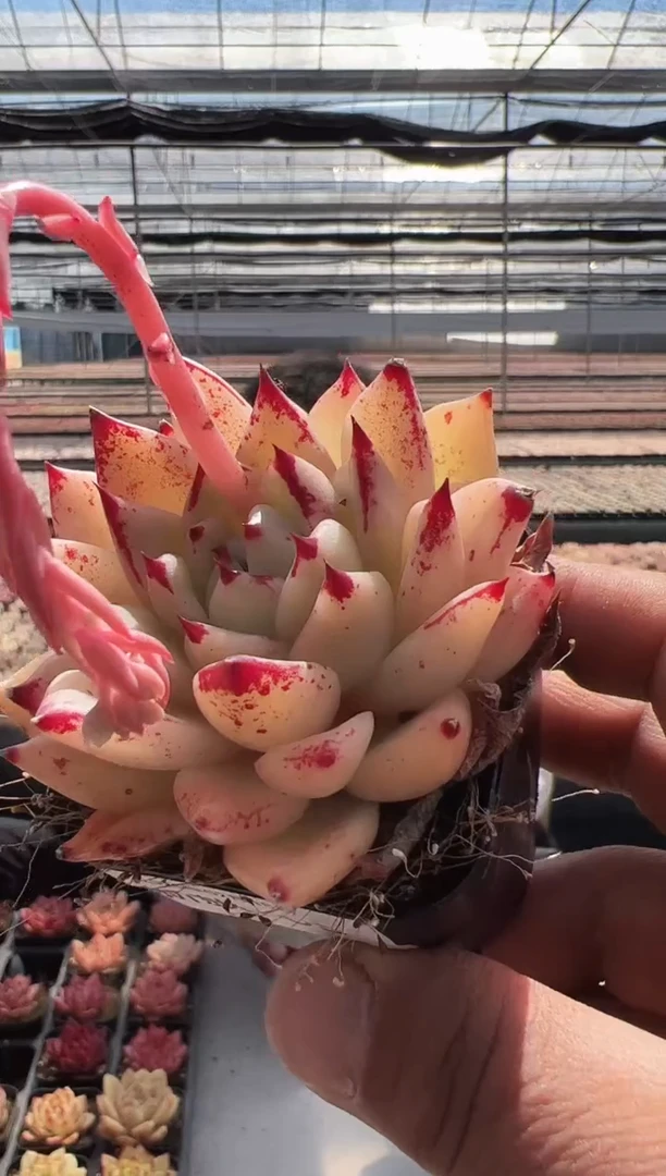 【闪购商品】新款多肉 -04