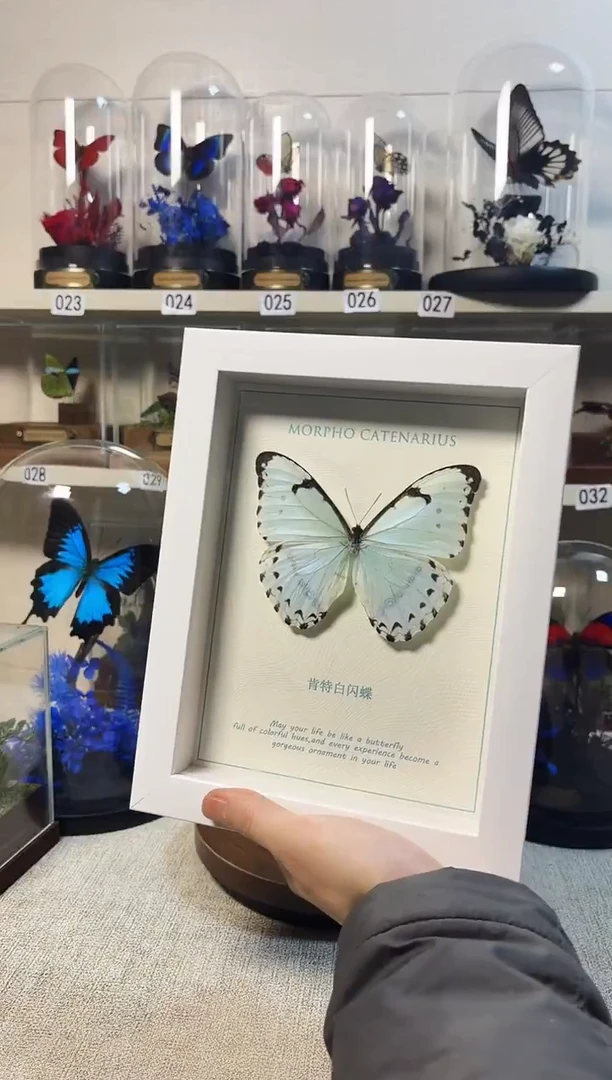 大自然的真实蝴蝶标本