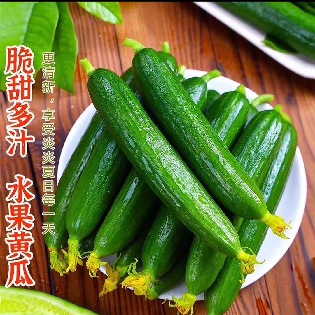 水果黄瓜生吃脆新鲜脆嫩青瓜当季无刺小黄瓜水果蔬菜现摘先发