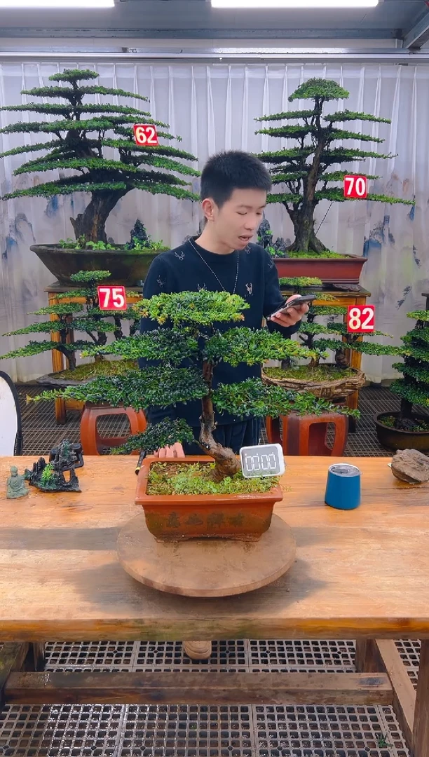 无花朵精品盆景直播间一物一拍