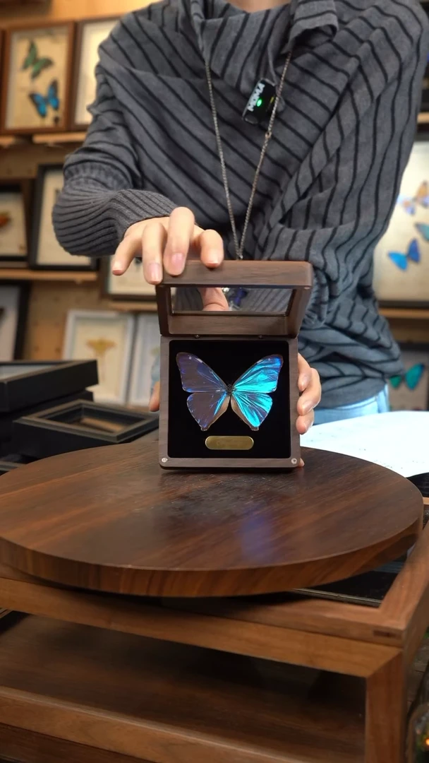 小蓝闪蝶胡桃木翻盖款