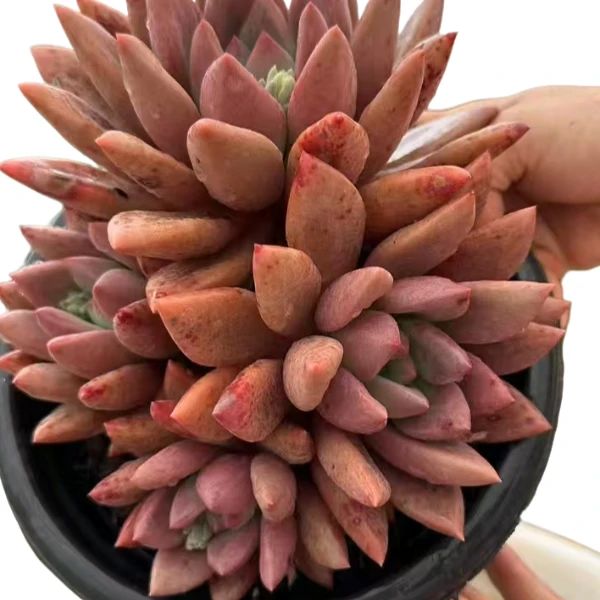 桃花源多肉新手必拍  好看好养  云南昆明发货