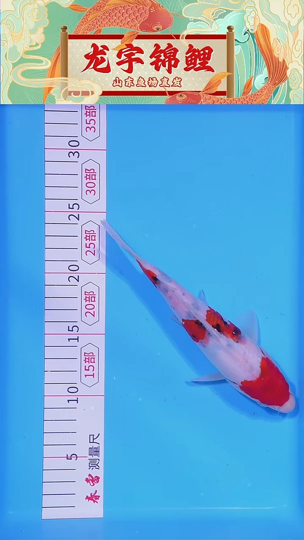 锦鲤121508白底三色21公分
