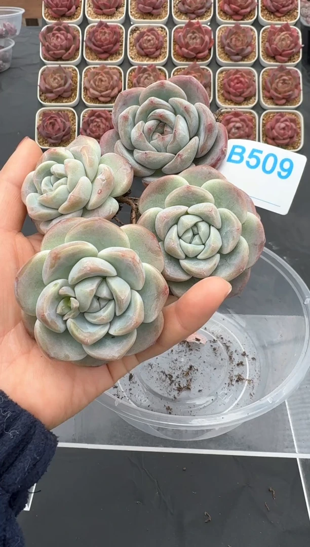 【闪购商品】509号一物一拍4-7cm包邮4颗