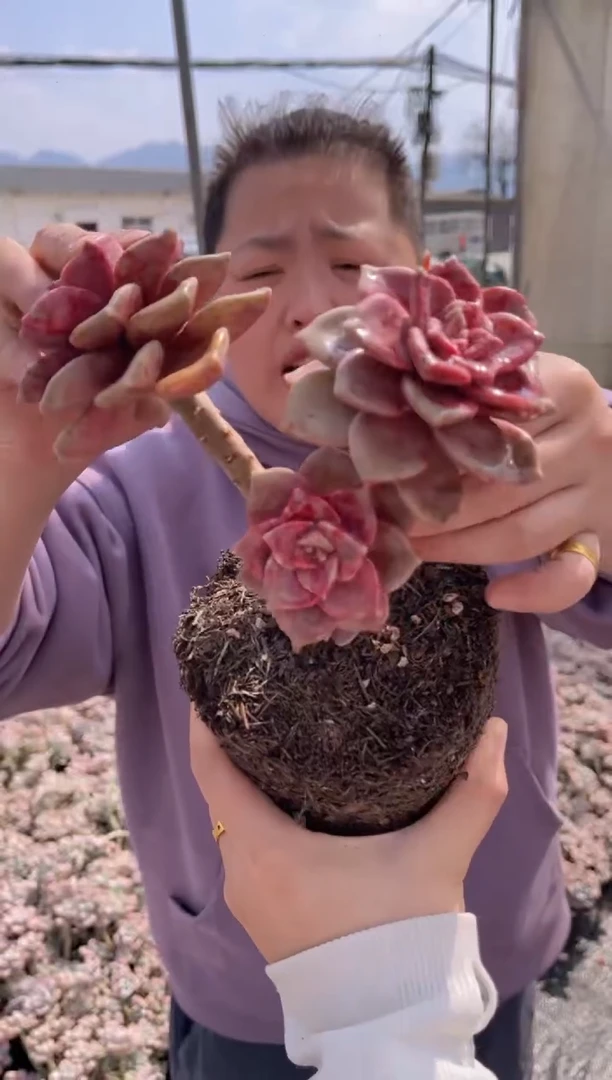 【闪购商品】7-三头起鹅肝5