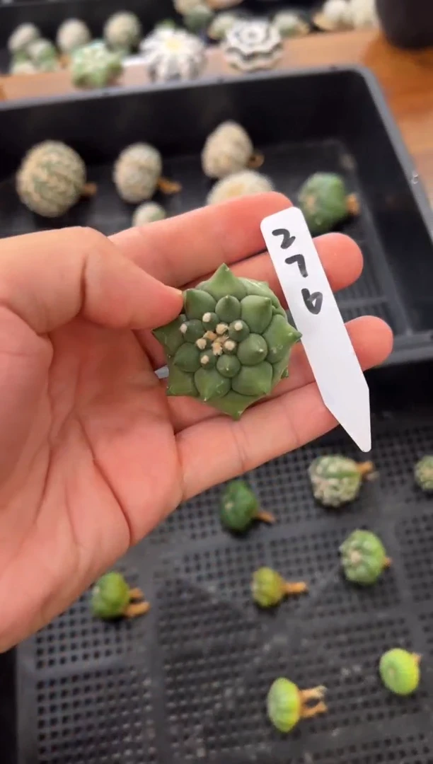 强****者龟甲实生根星兜仙人球编码276