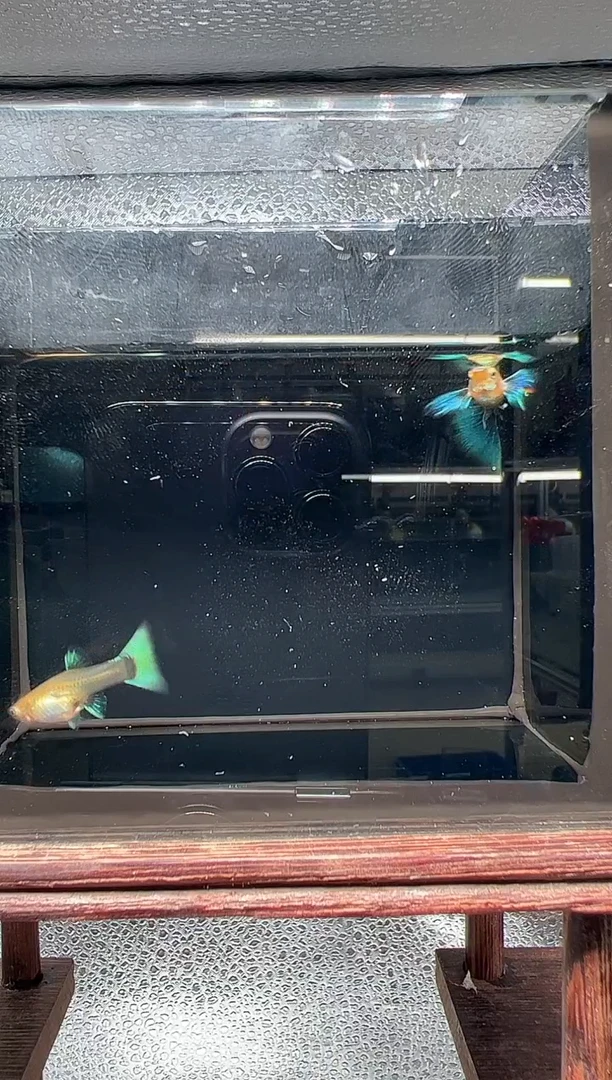 孔雀鱼 宠物/宠物食品及用品/宠物活体/水族活体/鱼