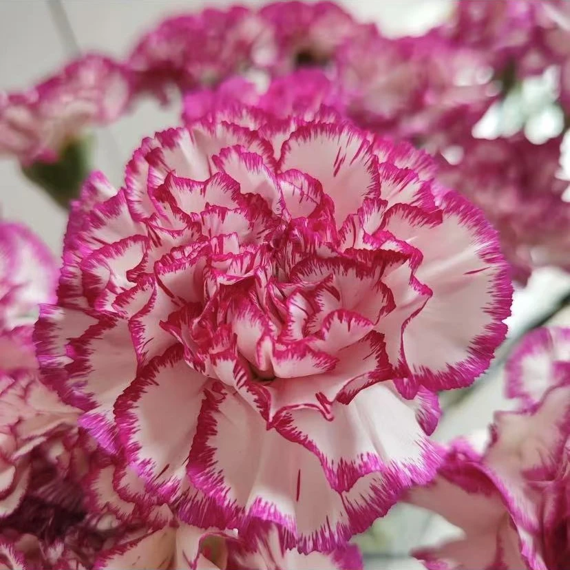 康乃馨 紫色渐变 紫精灵 浓香盆栽