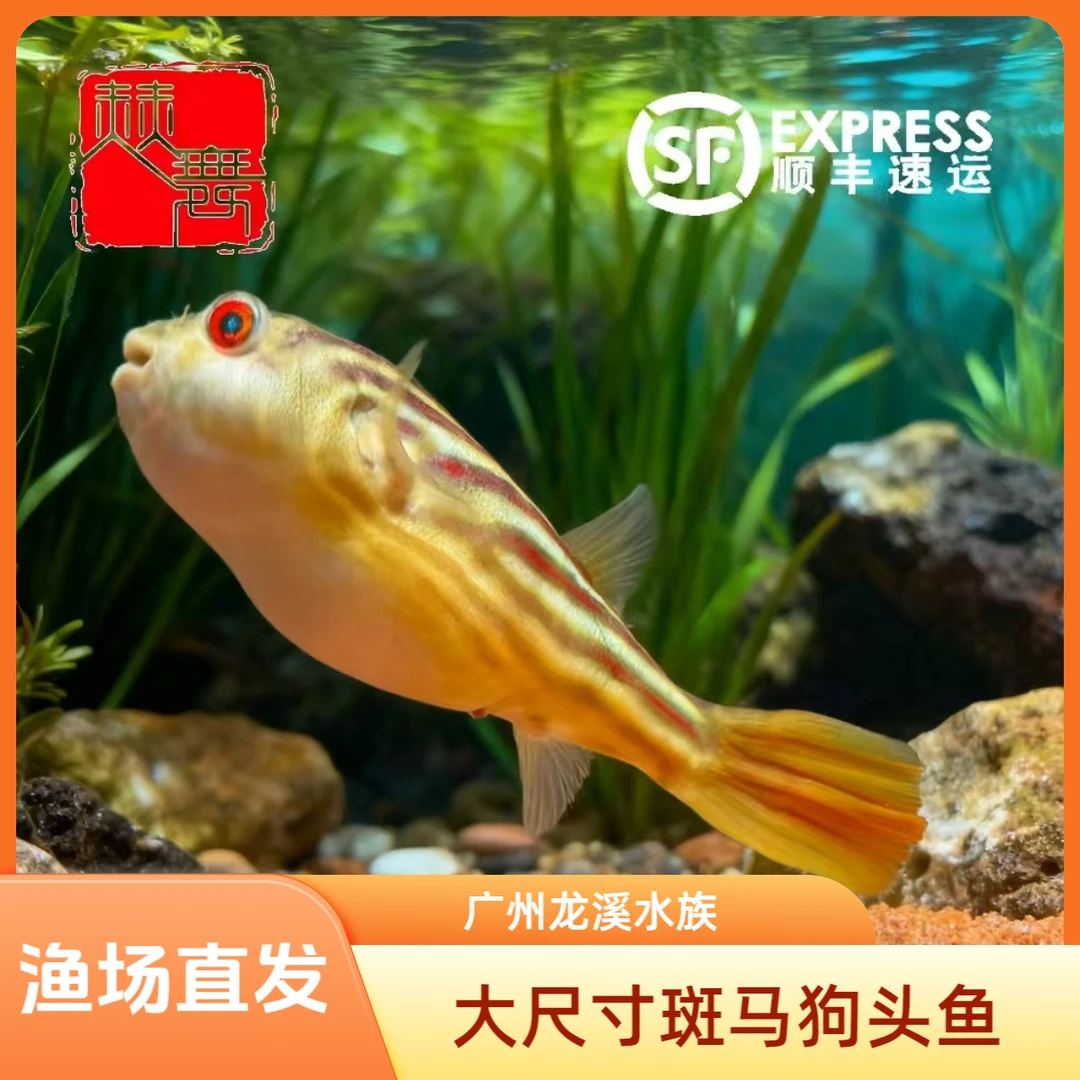 赫舞甄选 斑马狗头鱼非洲进口大尺寸河豚热带中型淡水鱼