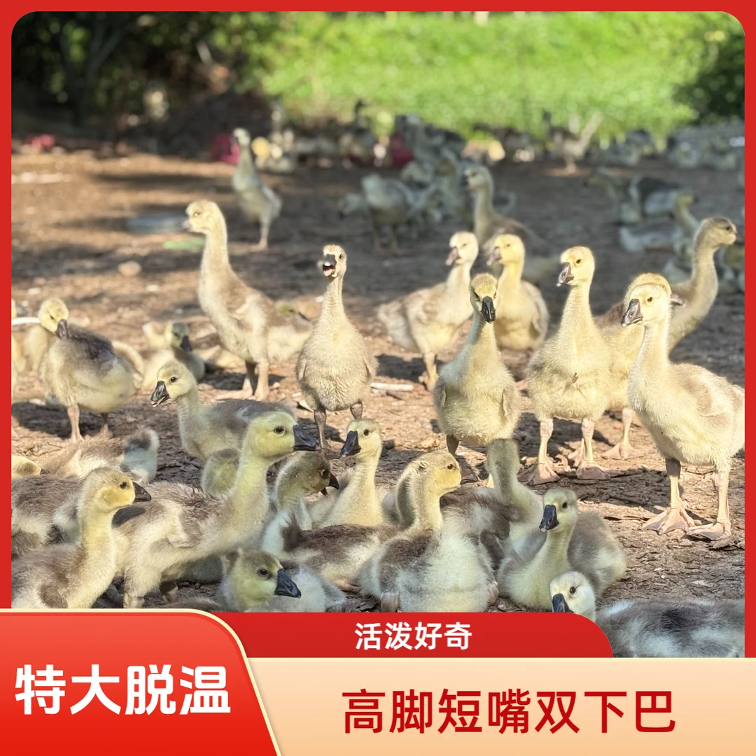 特大种鸭鹅宠物活体可爱健康可作宠物鸭鹅脱温顺丰包邮