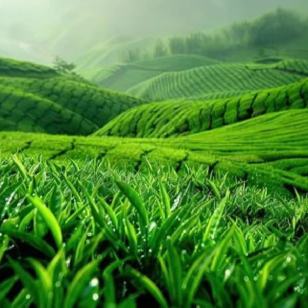 001中缅甄选山货.种子茶...........非种子茶