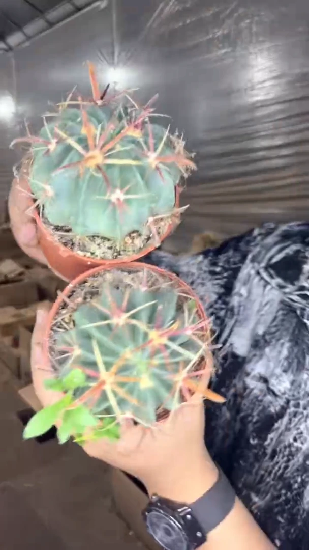 3颗 宽刺日出 6-8cm 实生根