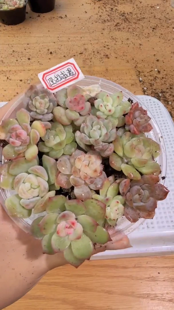 巫拉拉混 1盒 量拍混发 满9.9包邮