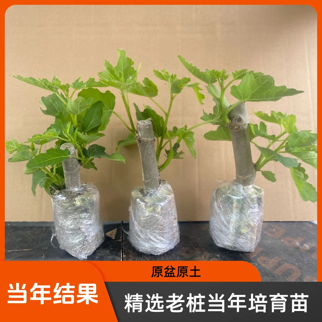 【原盆原土】波姬红无花果树苗盆栽带果特大果耐寒南北方种植地栽