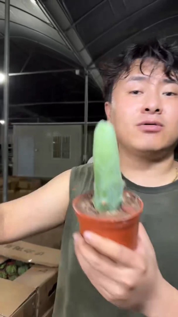 【带根】单头 程程柱