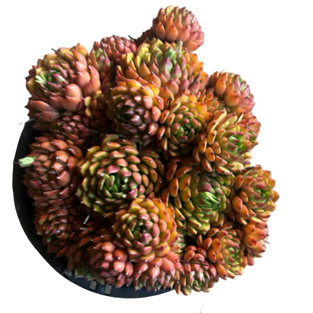 眼镜多肉（油画）整装老桩飘枝盆栽多肉