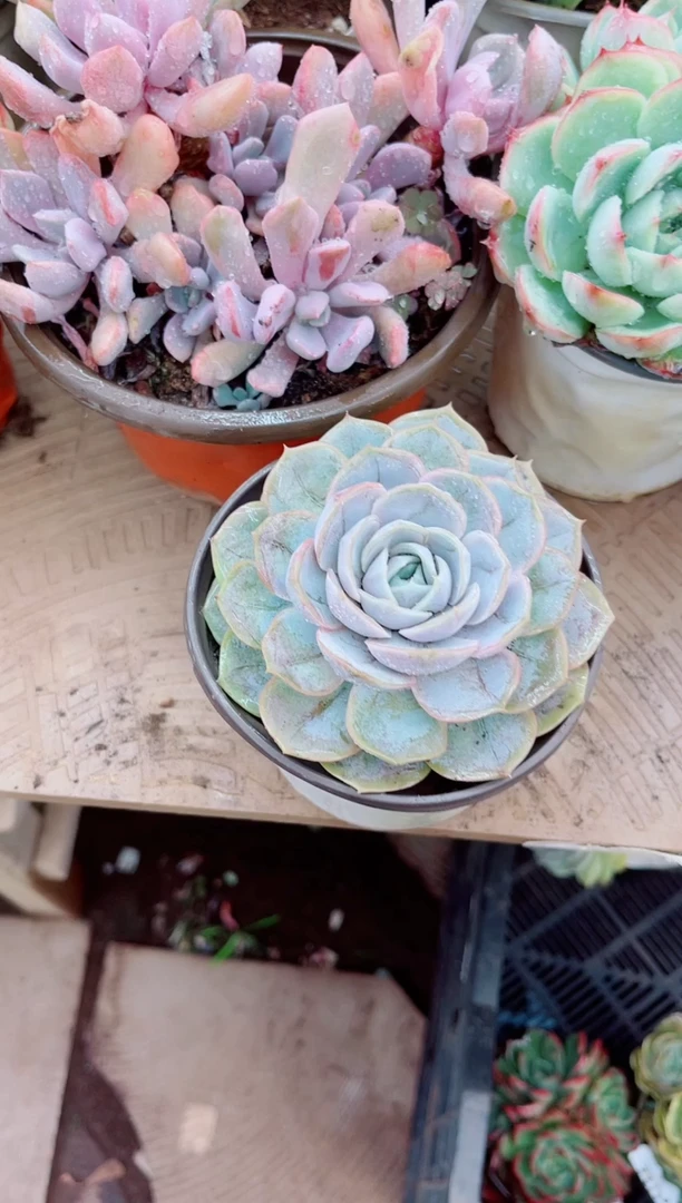 @*得多肉植物一物一拍06125