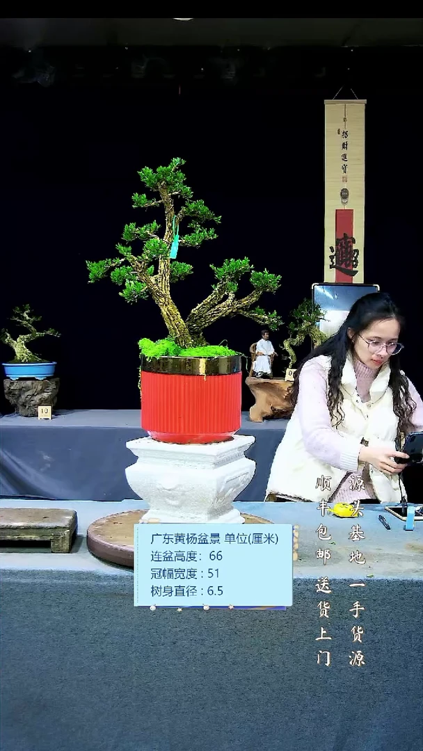 【闪购商品】雀舌黄杨盆景雀舌黄杨盆景