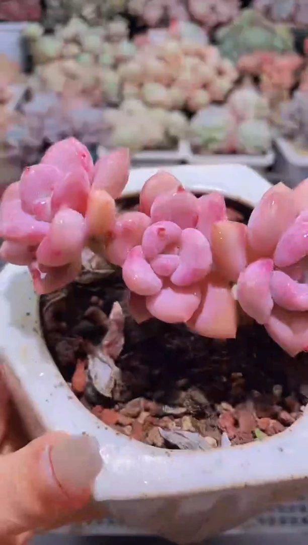 【闪购商品】071奥花