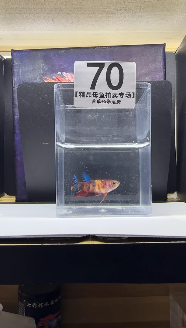 斗鱼母鱼编号：70