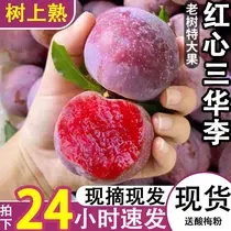 广西壮族自治区红心三华李广西壮族自治区广西壮族自治区