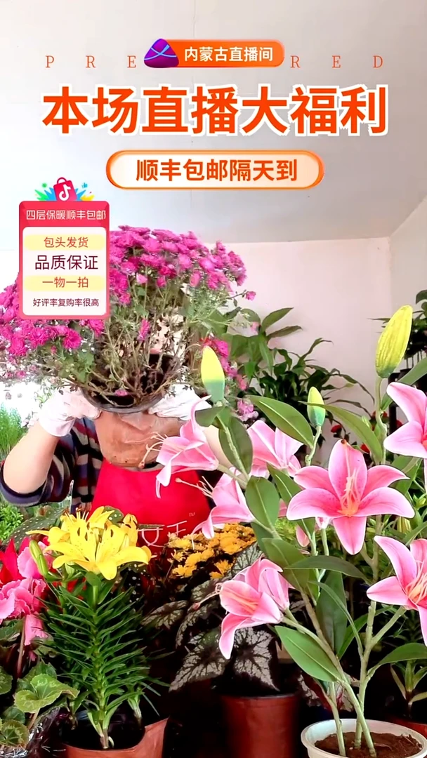 完全开放紫色小雏菊顺丰包邮