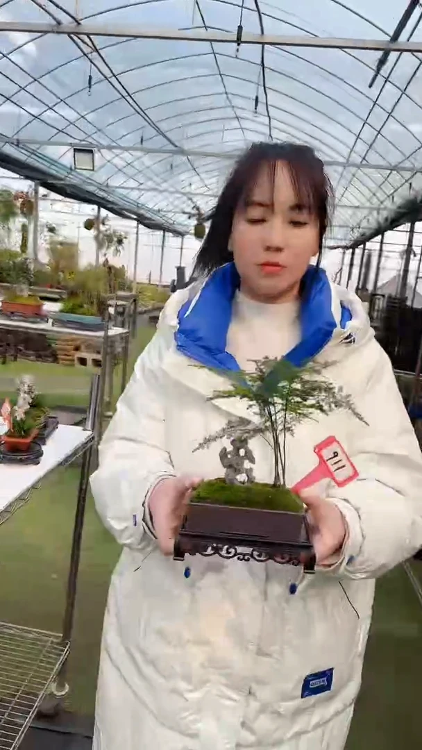 【闪购商品】911   文竹福利品