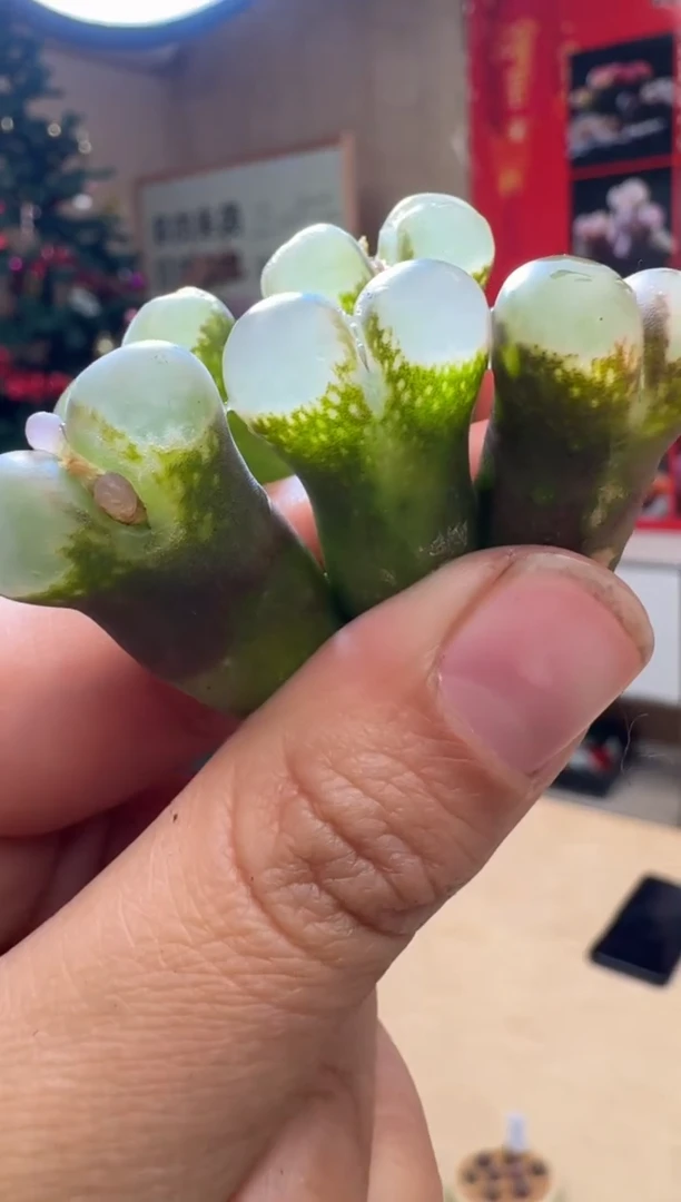 【闪购商品】1/24-81黑紫体一颗