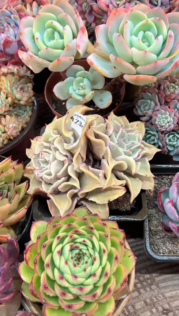 平***?多肉植物一物一拍17340