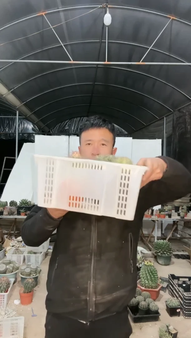 【闪购商品】筐拍 36号