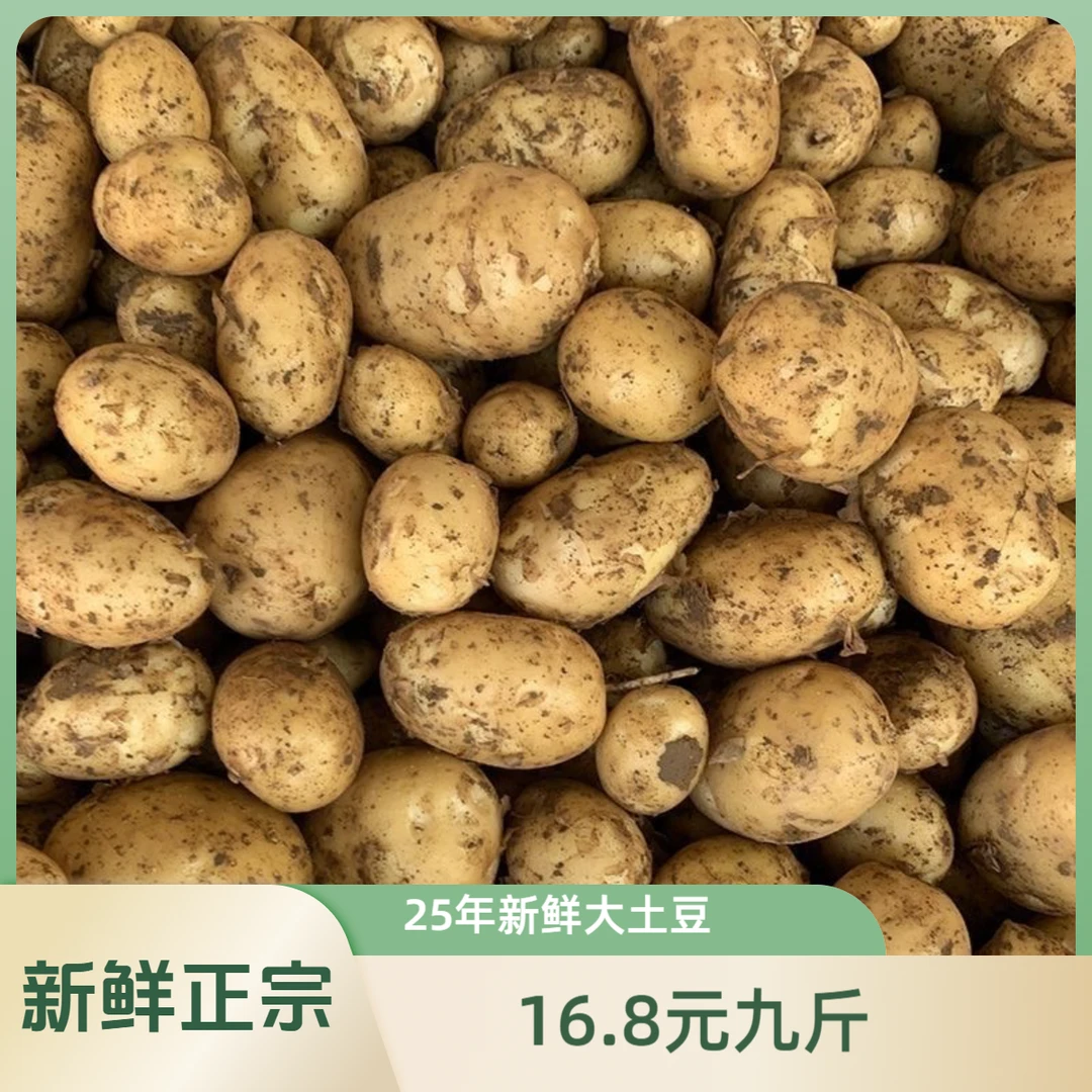 【9斤大土豆】正宗黄皮黄心大个土豆超大号当季马铃薯草原新鲜洋芋