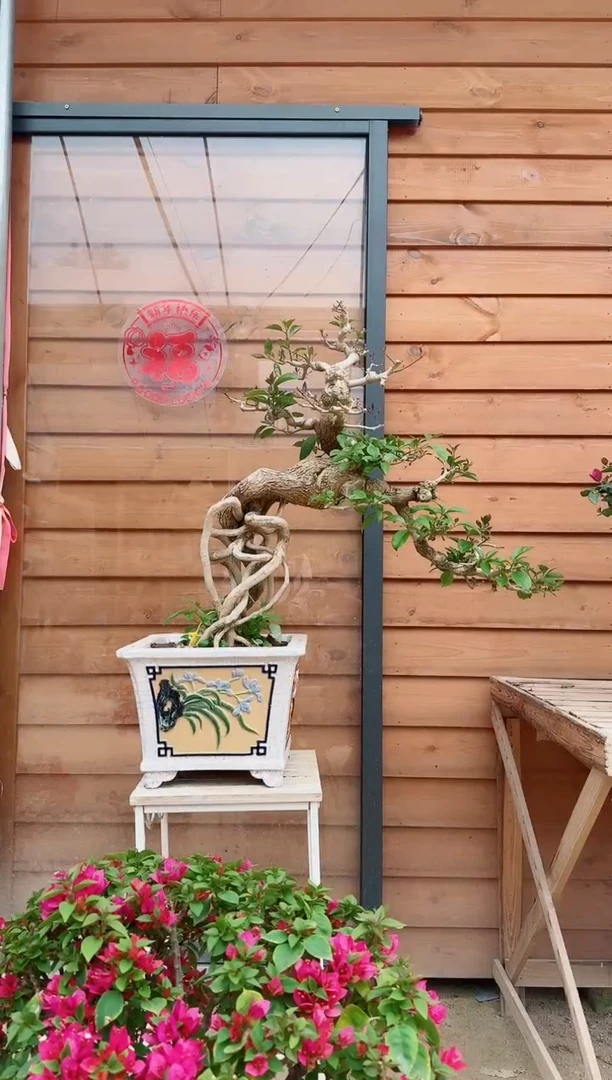 【闪购商品】盆景小叶紫