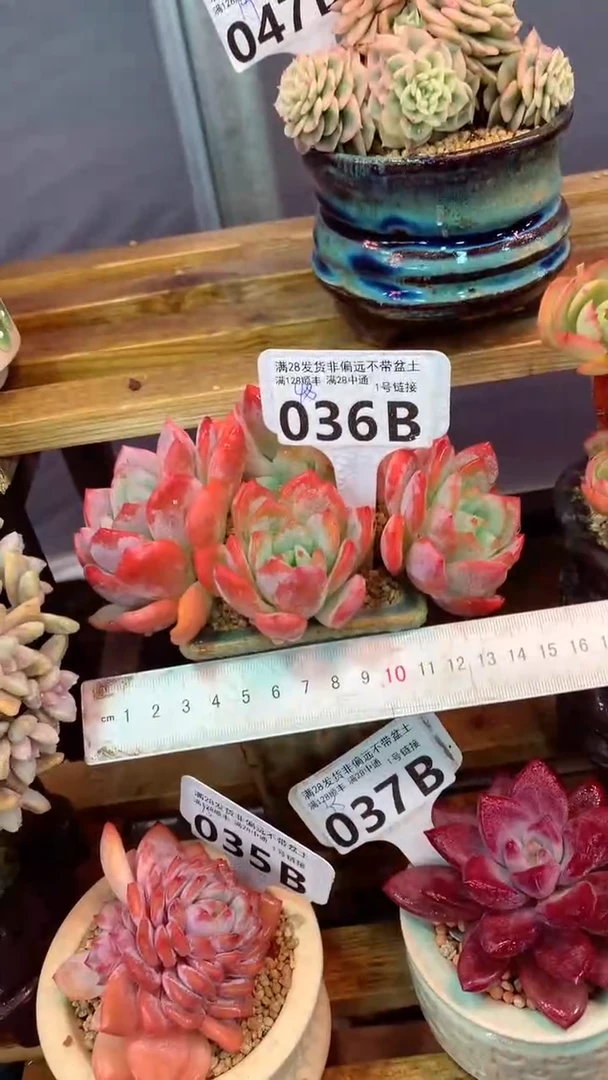 036B（一物一拍实付满28发货，默认不带盆土）