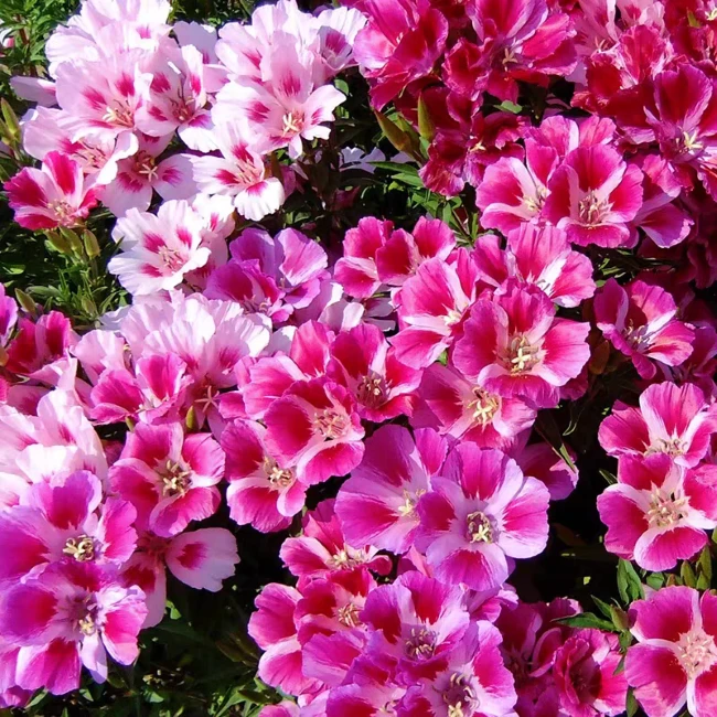 大花多色古代稀种子200粒包邮(送种子)