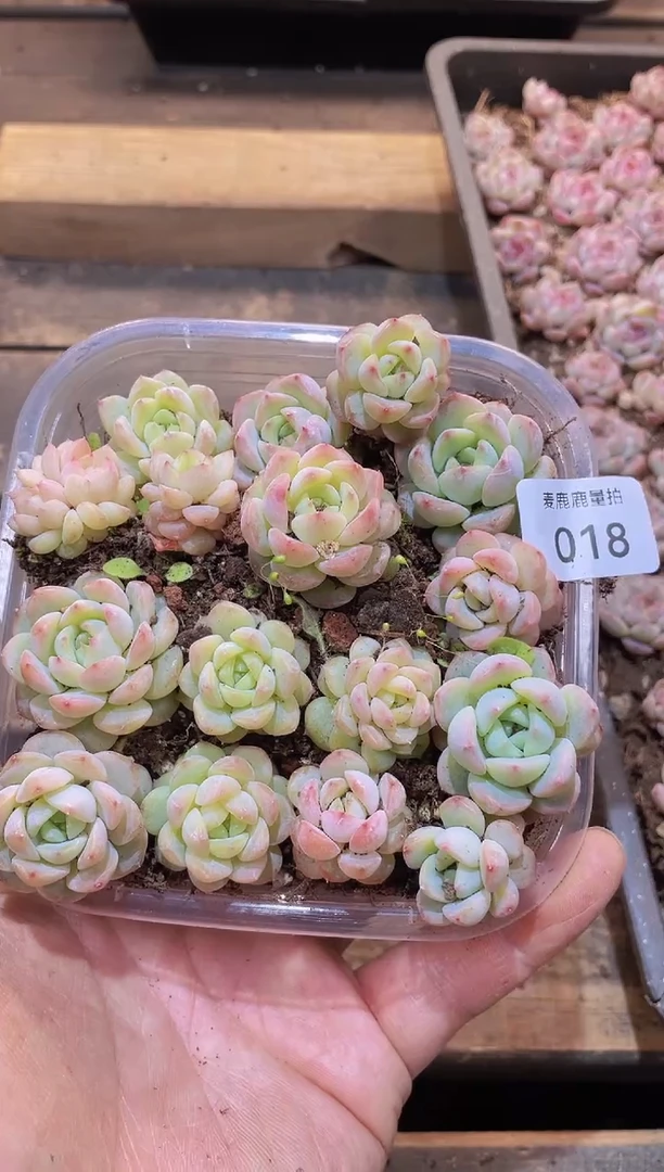 【闪购商品】018黄玫瑰量拍1盒