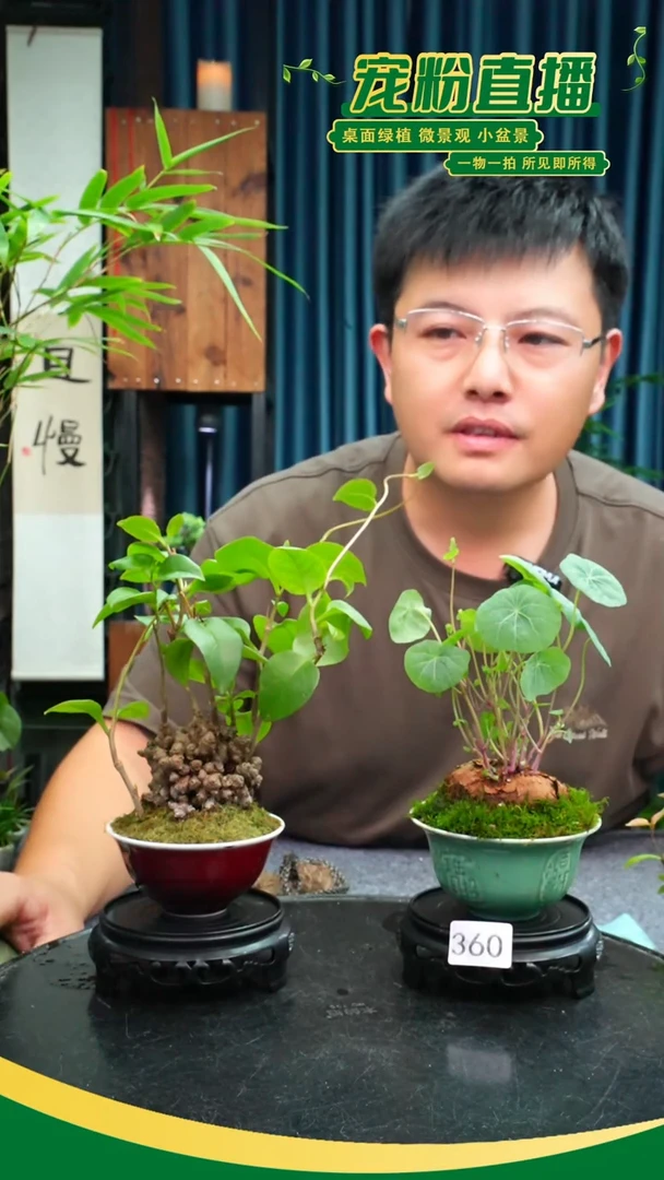 无花朵创****蔡苔藓微景观360号