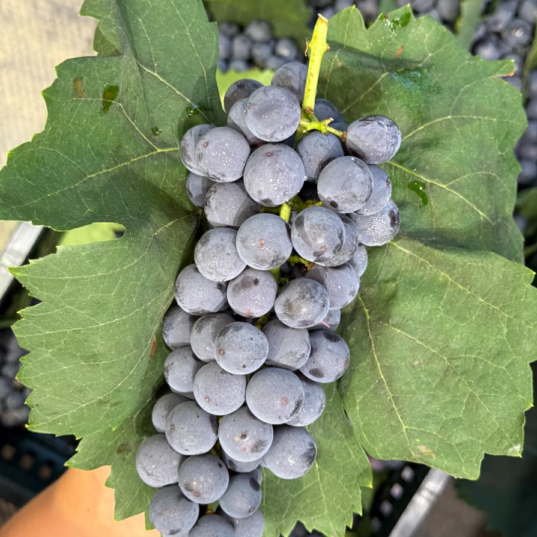 【配送到家】新鲜水果 蓝莓葡萄云南省