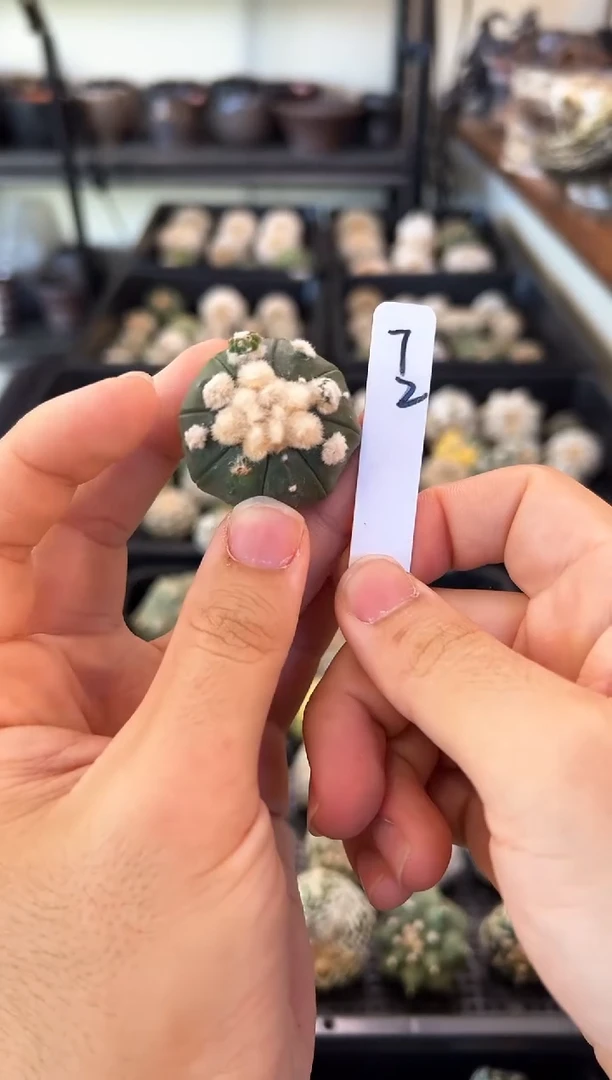 雪顶大油不含盆土实生编码72