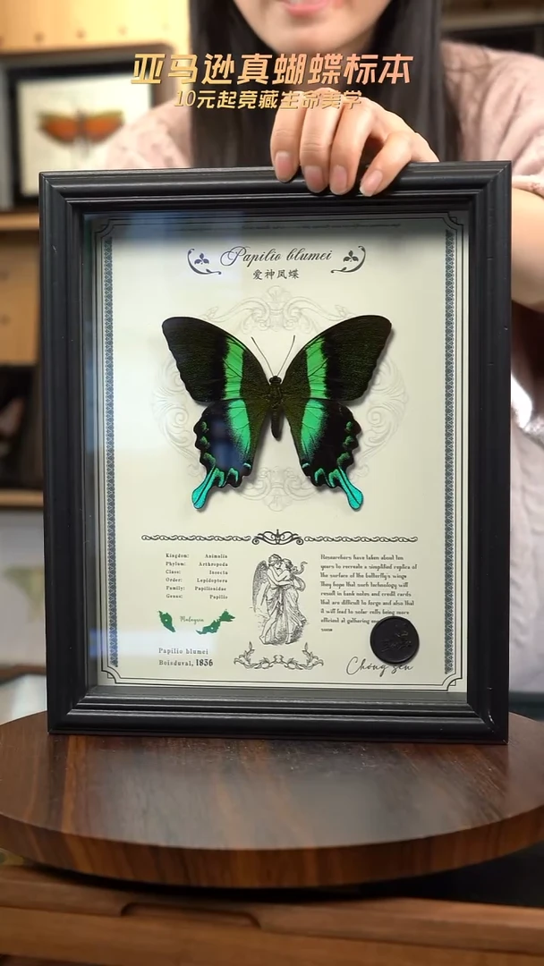 爱神凤蝶重逢艺术款10寸