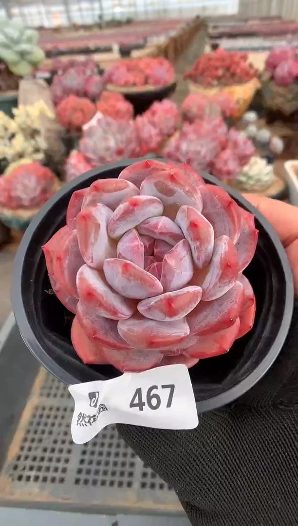 467星影一物一拍
