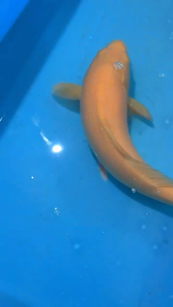 太饱锦鲤36cm-45cm不包邮到付