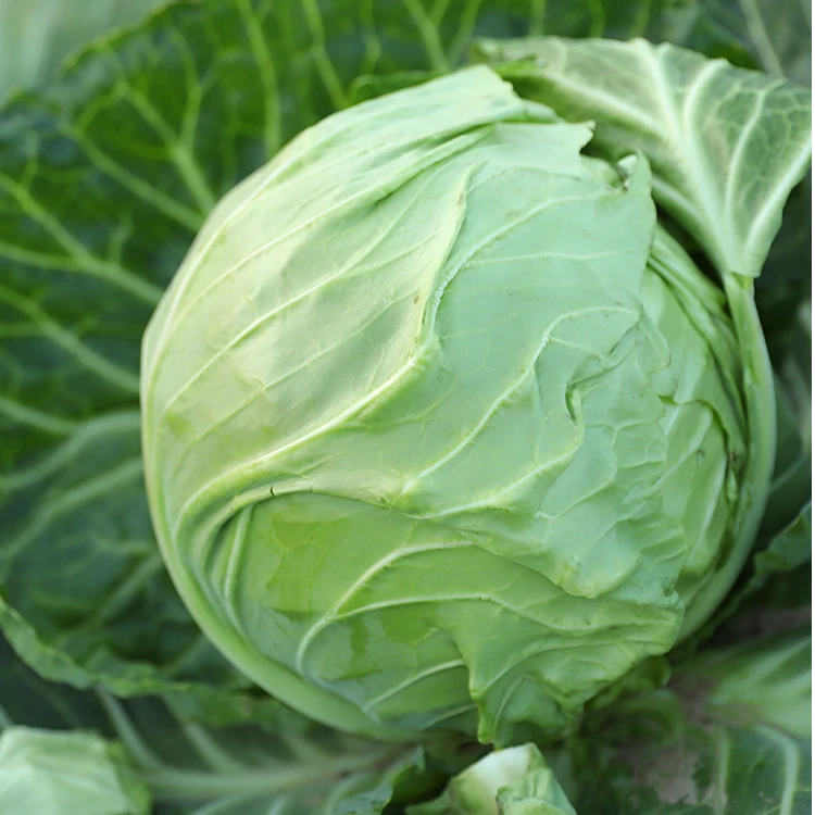 【满5包包邮】甘蓝种子种籽苗蔬菜秧苗包菜种孑大菜苗大头菜包心